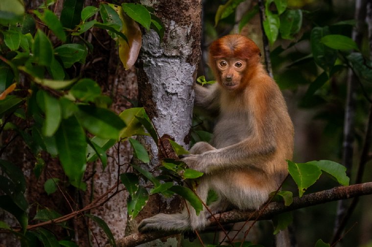 113 Tanjung Puting NP.jpg